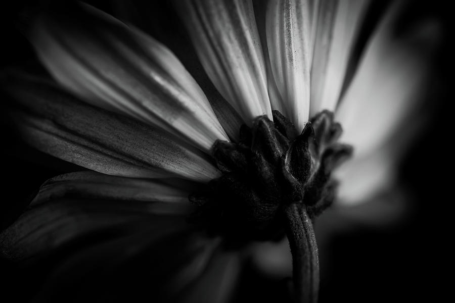 Unnoticed Photograph by Nicole Thompson - Fine Art America