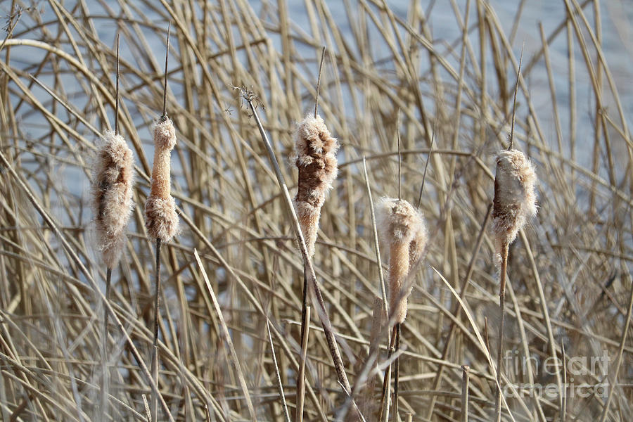 Unraveling Cattails Photograph by Carol Groenen