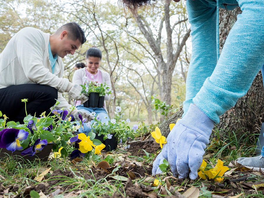 Unrecognizable person plants flowers with friends for community Photograph by SDI Productions
