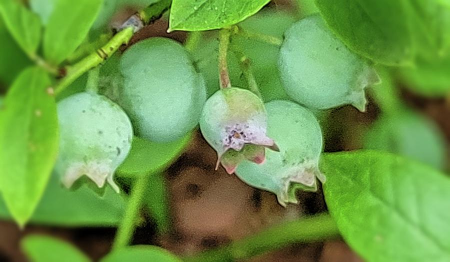 Unripe Blueberries Photograph