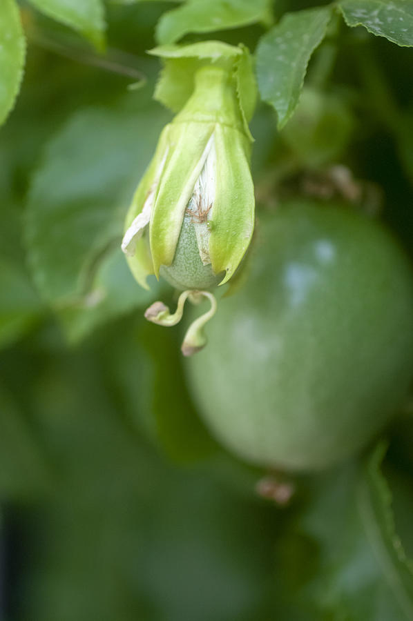 unripe fruit of a Passiflora vine Photograph by PhotoStock-Israel