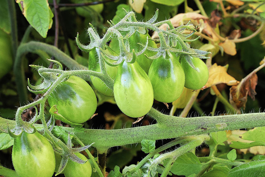 Unripened pear shaped tomatoes growing on a vine Photograph by Amelia ...