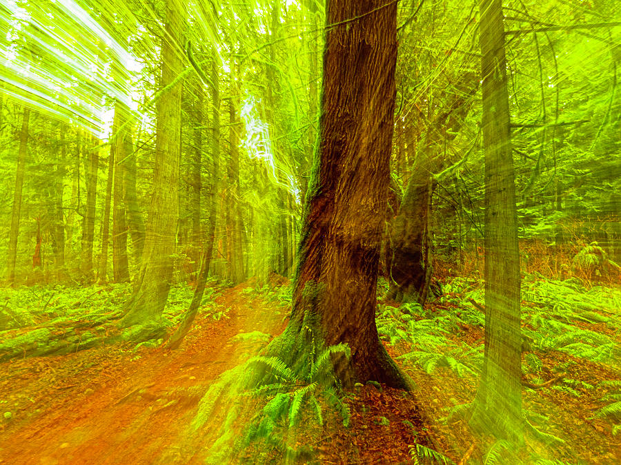 Unseen Forest Spirits Photograph By Allan Forest Fine Art America