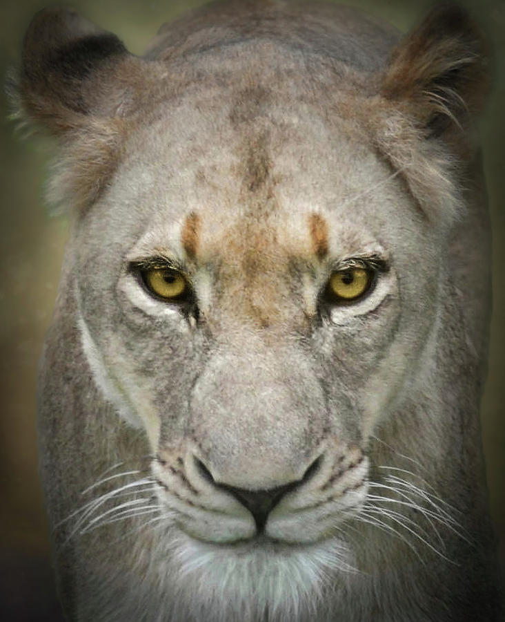 Unstoppable a Lioness Portrait Photograph by Rebecca Herranen