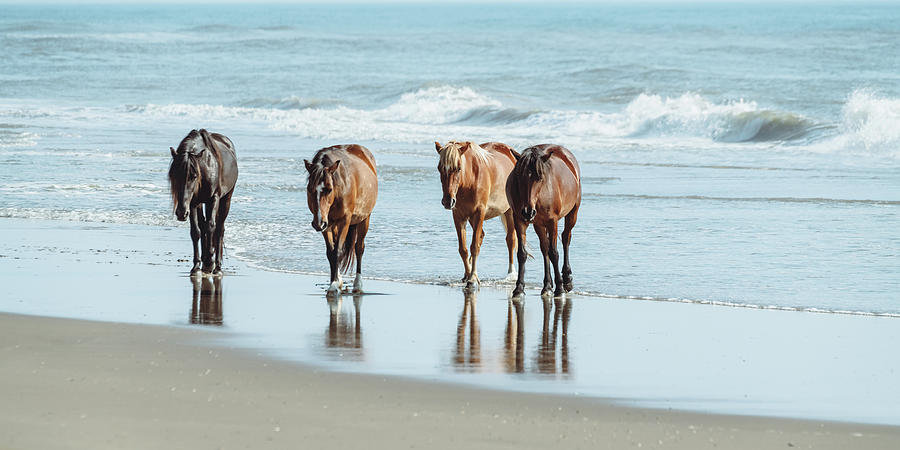Untamed Beauty - The Outer Banks Wild Horses Panorama Photograph