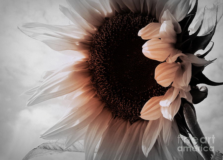 Until We Meet Again - Sunflower Photograph by Janine Riley