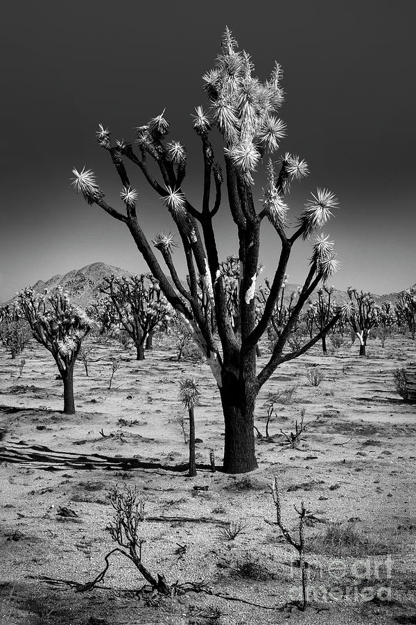 Black And White Photograph - Untimely Demise by Sandra Bronstein