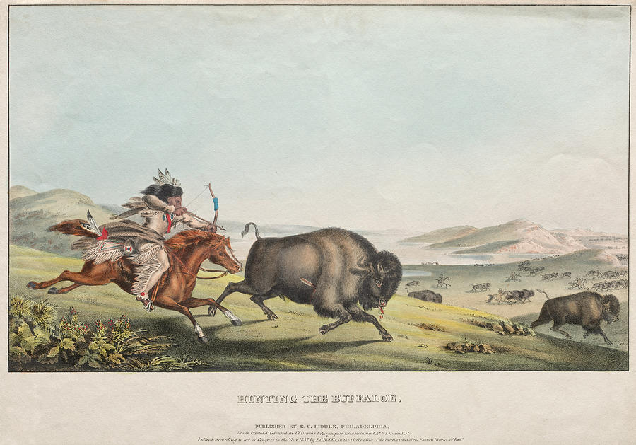 Hunting the Buffalo Drawing by Augusta Peter Rindisbacher