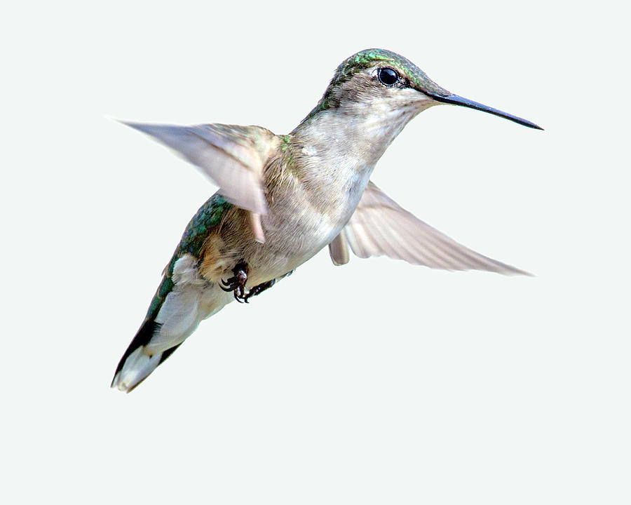 Hummingbird Untitled #1 Photograph by Paul Vitko
