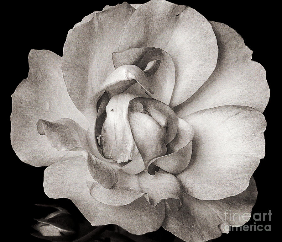 Untitled Black and White flower photograph Photograph by Alex Caminker