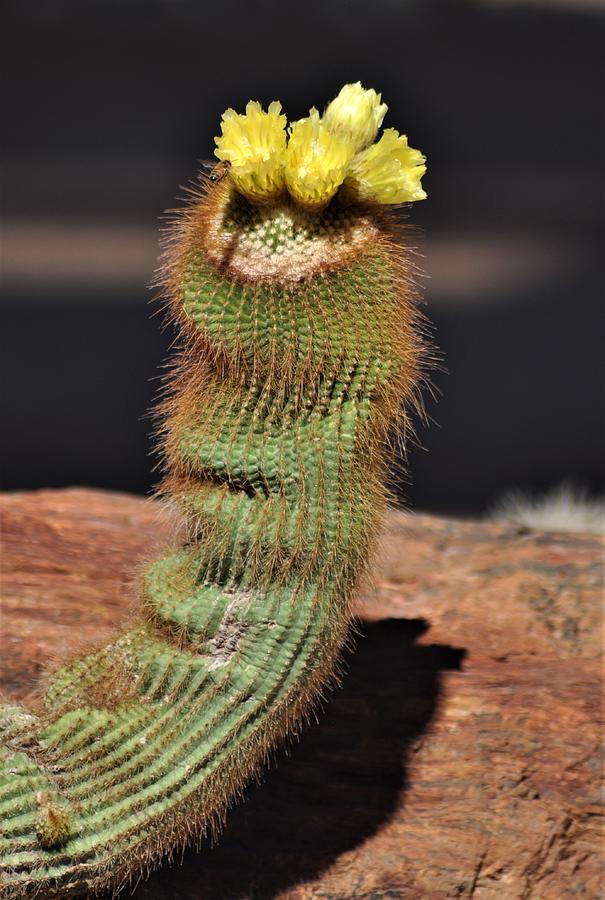 Unusual Cactus Photograph by Vicky Sweeney - Fine Art America