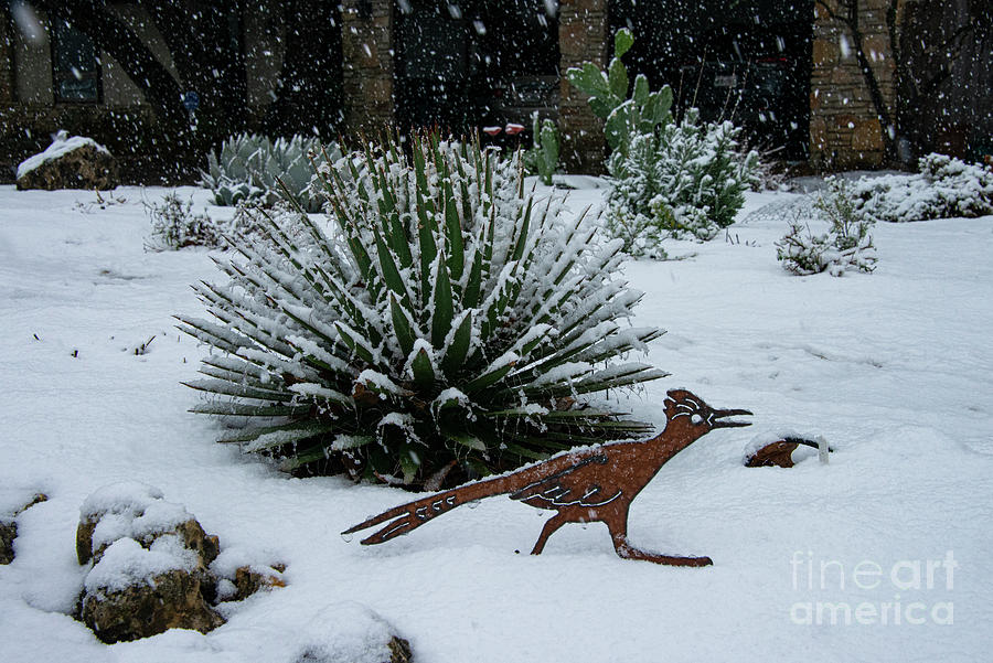 Unusual Central Texas Snow Photograph by Bob Phillips