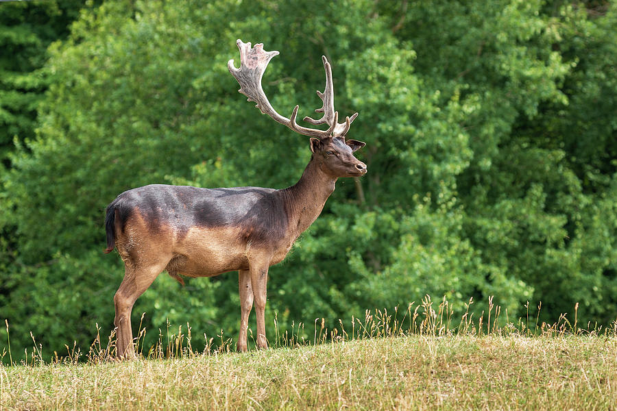 Unusual dark brown fallow deer Photograph by Wladyslaw Wojciechowski ...