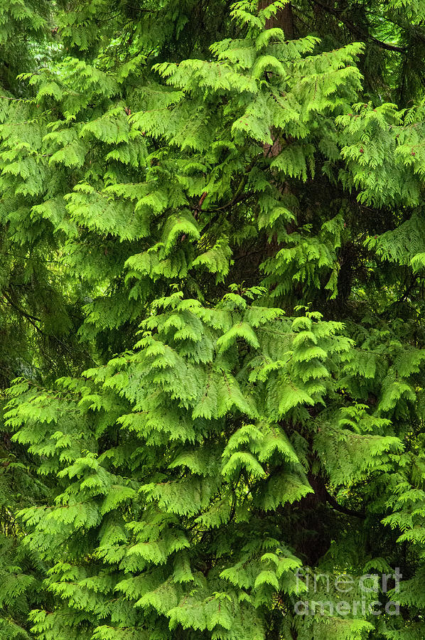 Unusual Tree Branches Photograph by Bob Phillips Fine Art America