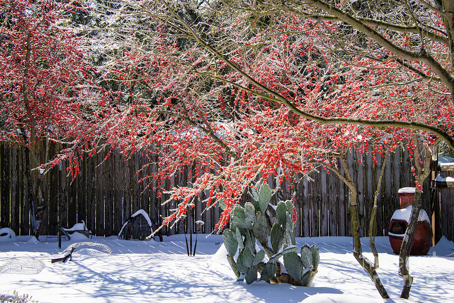 Unusual Winter at Home Photograph by Bob Phillips