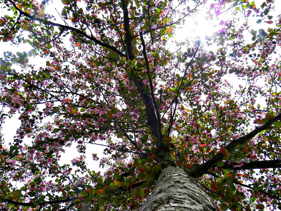 Up a Blooming Tree Photograph by Amanda R Wright