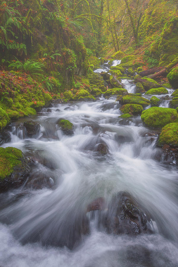 Water Photograph - Up a Creek by Darren White Water Photograph - Up a Creek by Darren White