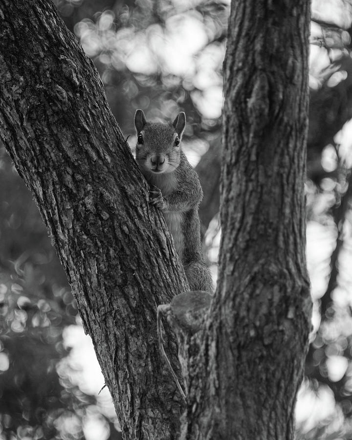 Up a tree Photograph by Alan Goldberg