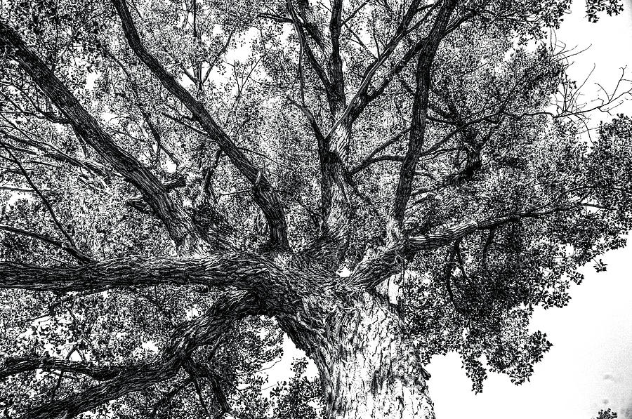 Up a Tree in Black and White Photograph by James C Richardson