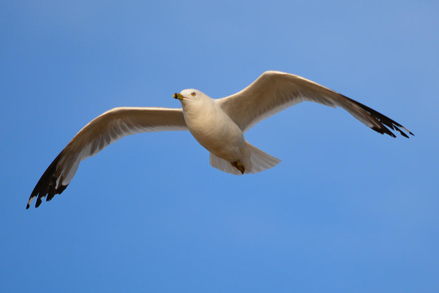 Up and Away Photograph by Richard Andrews - Fine Art America