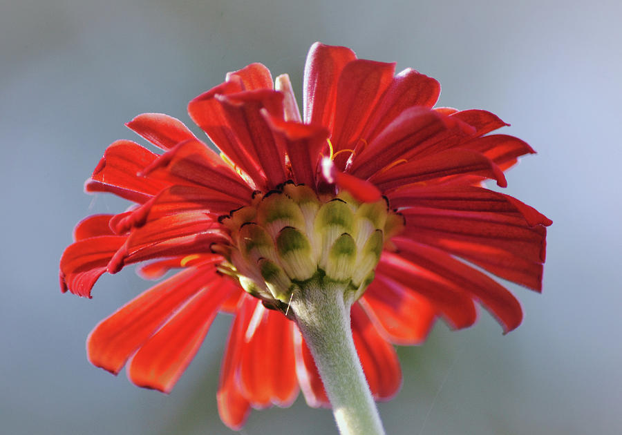 Up And Under The Zinnia Flower Photograph