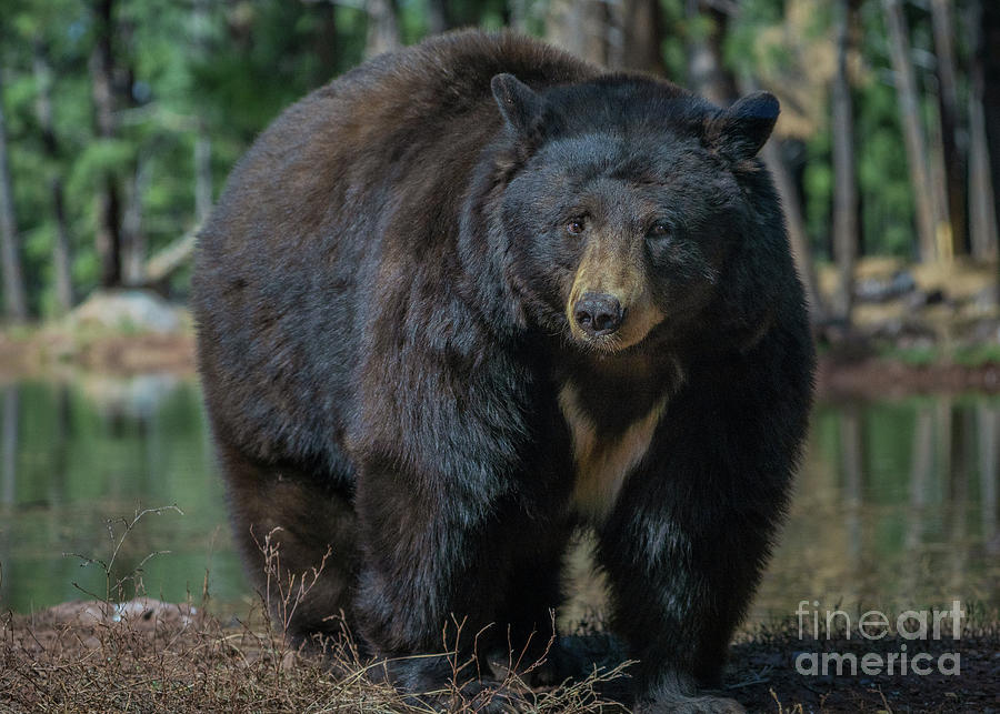 Up Close and Personal Black Bear Photograph by Priscilla Burgers
