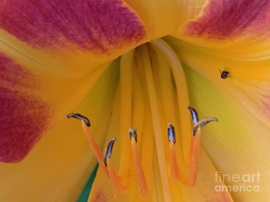 Lily Up Close and Personal Photograph by Catherine Wilson