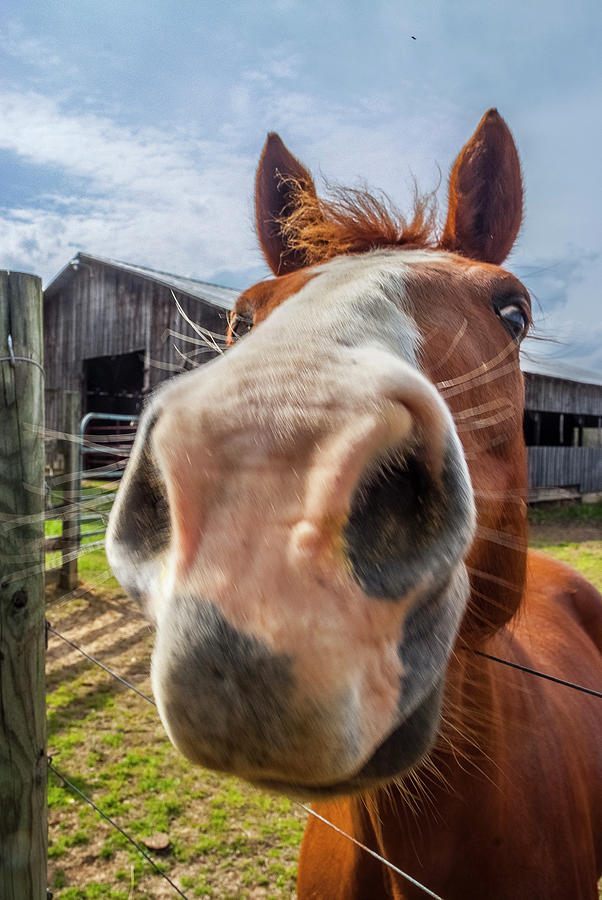 Up Close And Personal Horse Nose Photograph