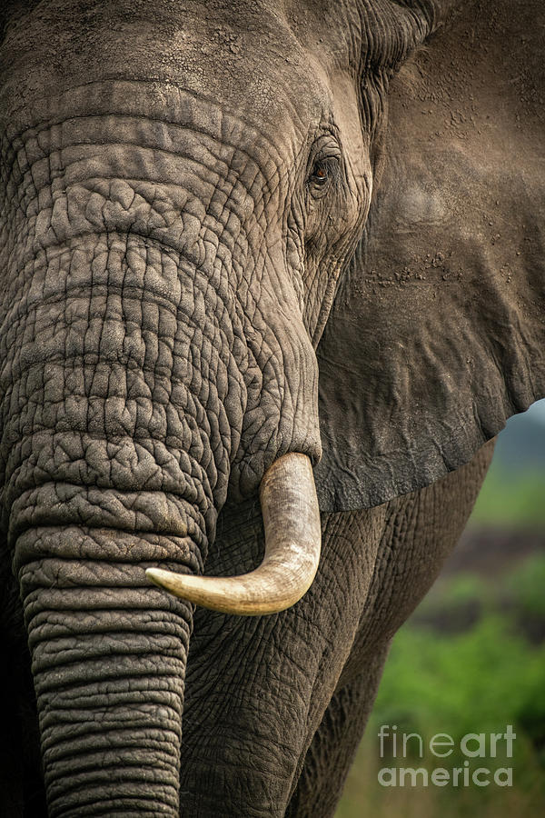 Elephant Photograph - Up Close and Personal by Jamie Pham