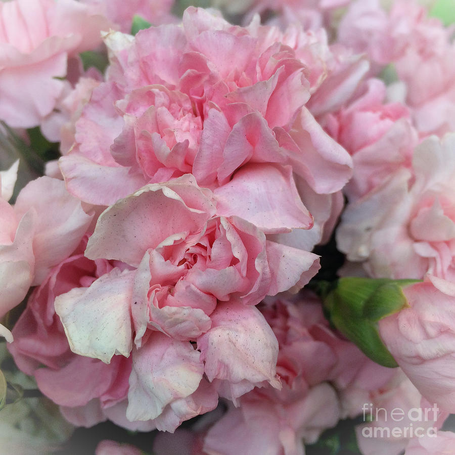 Up Close and Personal - Pink Peonies Photograph by Miriam Danar