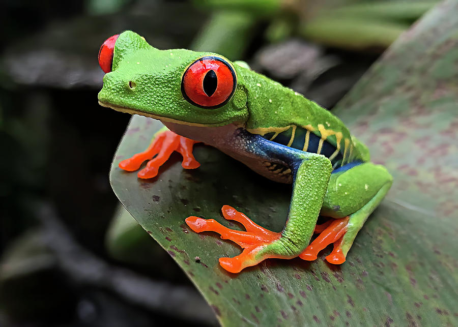 Up Close and Personal - Red-Eyed Tree Frog Photograph by Teresa Wilson