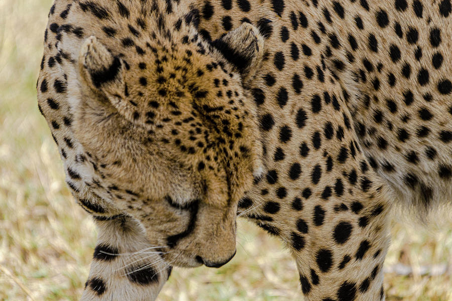 Up Close Cheetah Photograph by Adrian O Brien