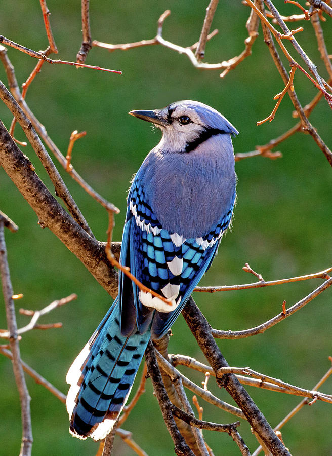 Birds Photograph - Up Close by John Bates Birds Photograph - Up Close by John Bates