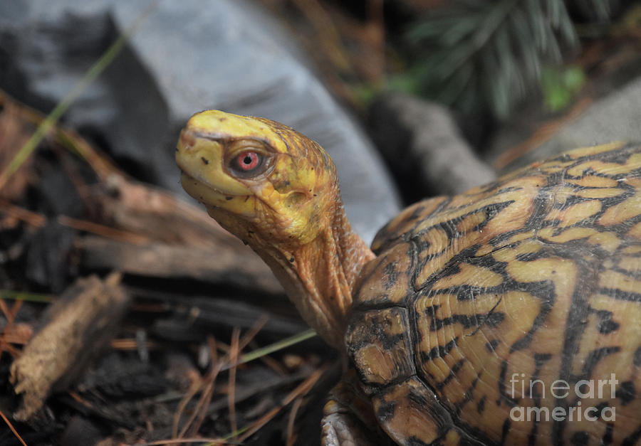 Up Close Look at an Eastern Box Turtle Photograph by DejaVu Designs
