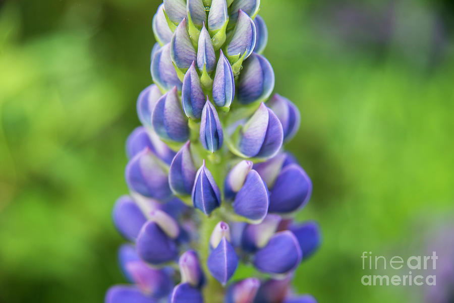 Flower Photograph - Up close lupine by Alana Ranney