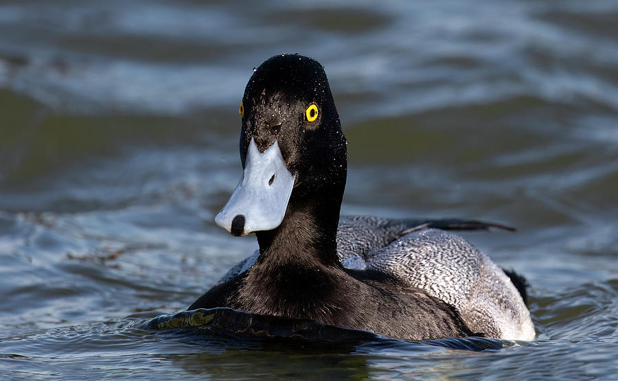 Up Close Scaup Photograph by Art Cole