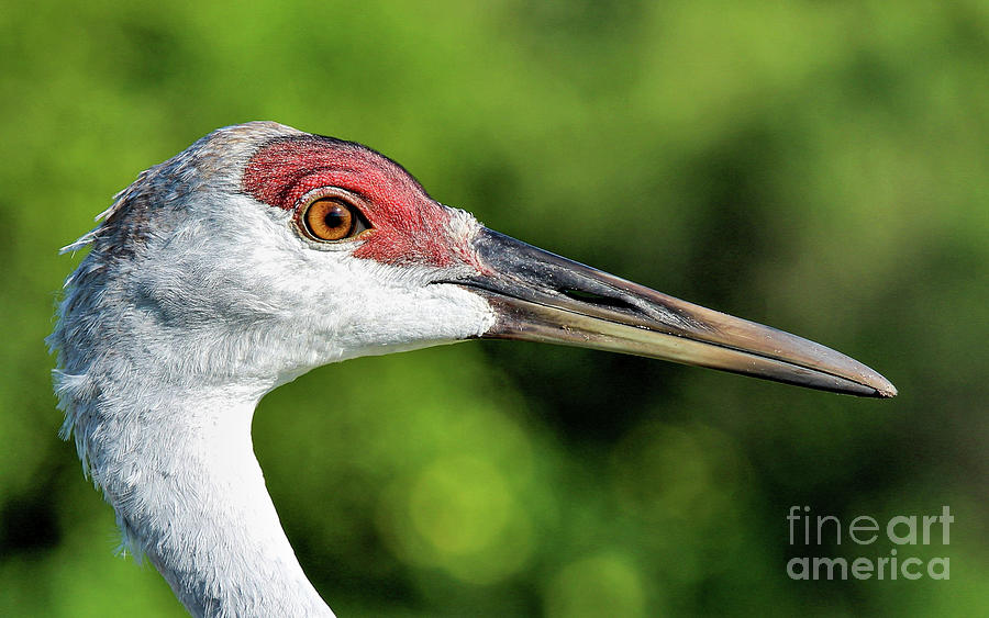 Up Close to a Sandhill Crane Photograph by Joanne Carey