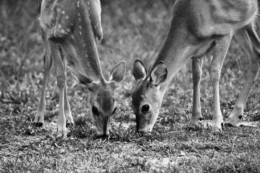 Up Close Two Baby Deer Photograph by Gaby Ethington