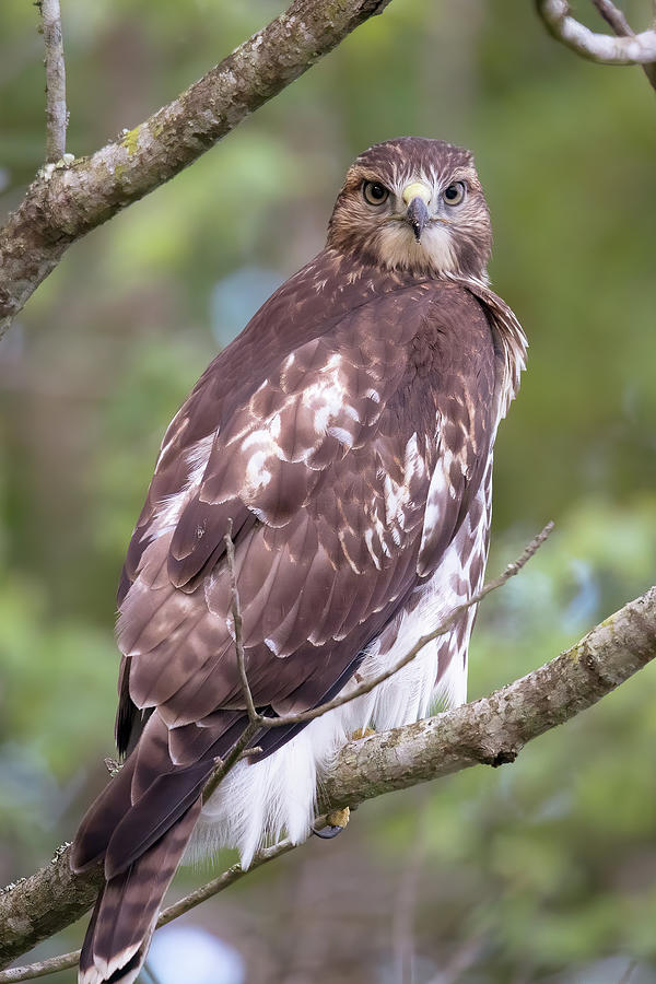 Up Close with a Red Tailed Hawk Photograph by Denise Griggs - Fine Art ...