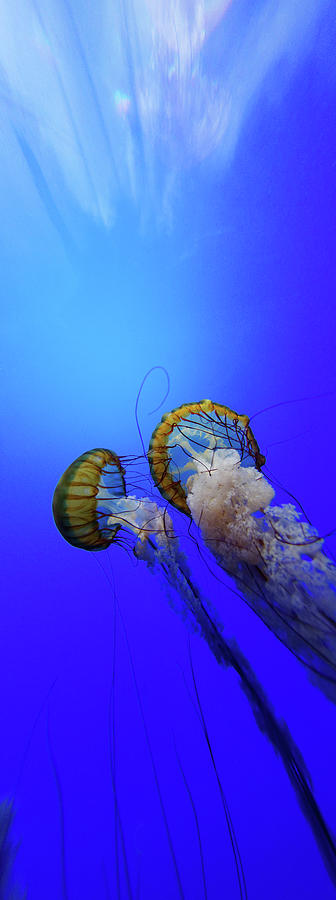 Up from the Depths -- Pacific Sea Nettle at the California Academy of Sciences, California Photograph by Darin Volpe