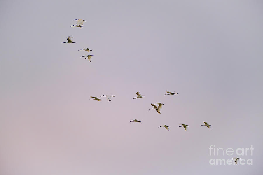 Bird Photograph - Up High In The Sky by Neil Maclachlan