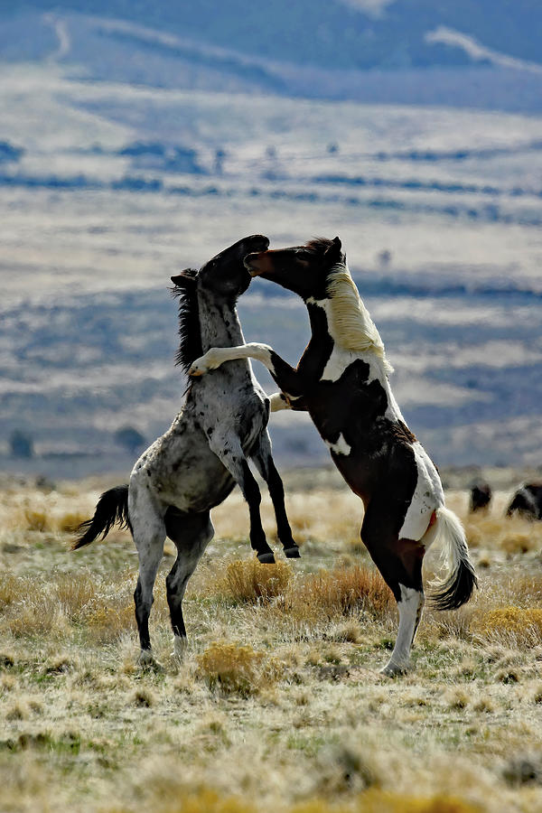 Up In Arms, Onaqui Wild Horse Photograph by Jennifer Robin