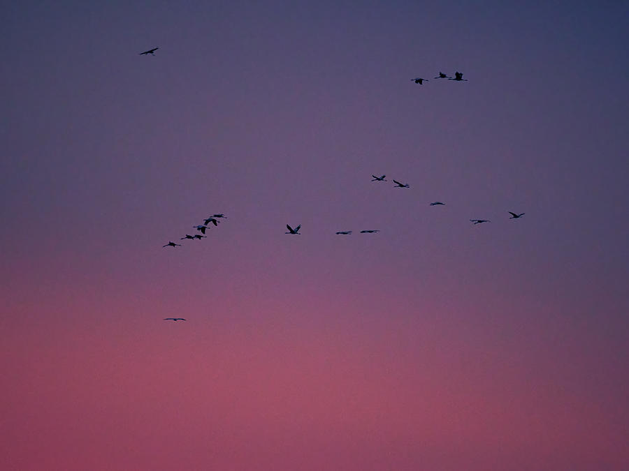 Up in the dualtone sky. Eurasian crane Photograph by Jouko Lehto