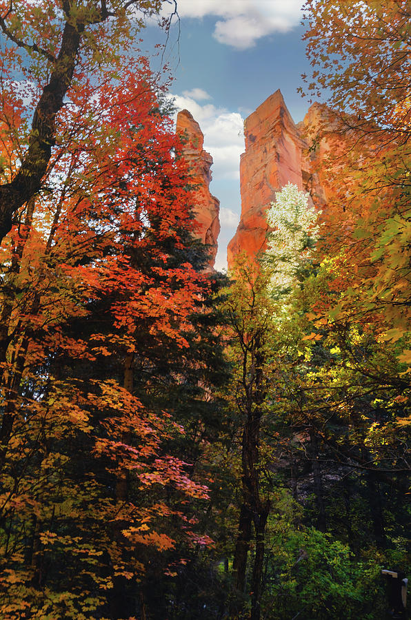 Fall Photograph - Up In The Tree Tops by Saija Lehtonen