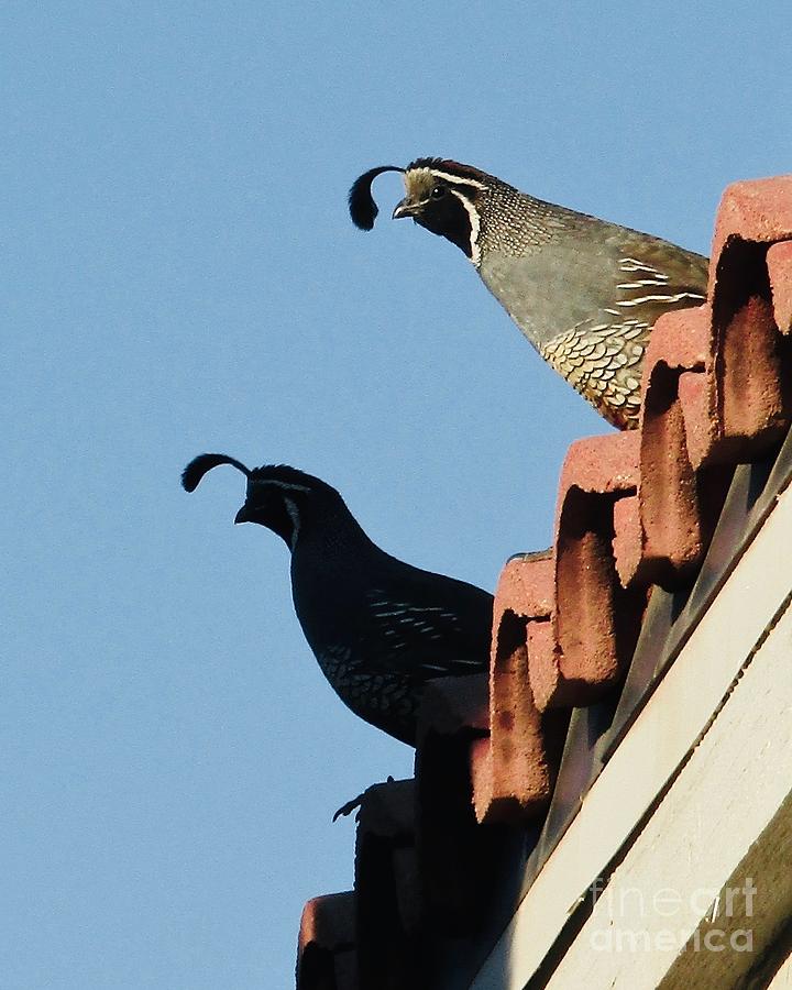 Roof Top Photograph - Up on the Housetop Quail by Phyllis Kaltenbach
