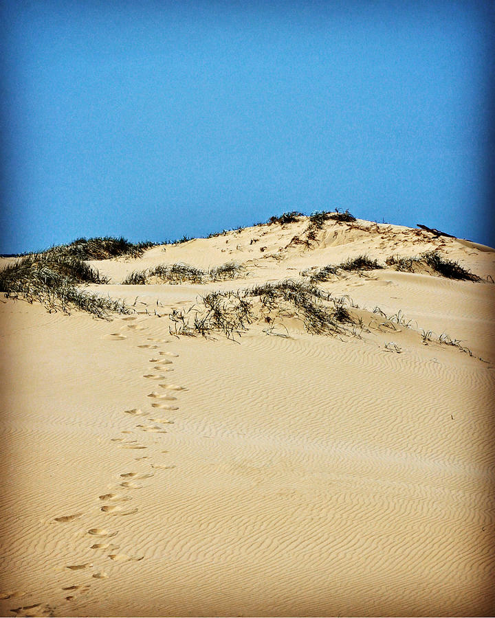 Up the Dune Photograph by Sarah Lilja