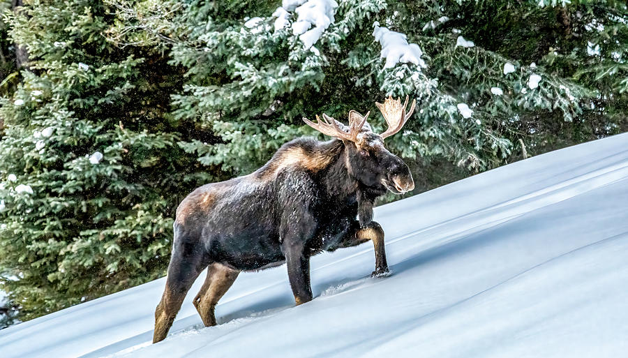Up the Hill, Male Moose in Yelowstone Photograph by Marcy Wielfaert