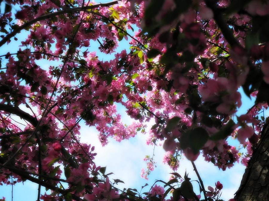 Up Through Pink Branches Photograph by Amanda R Wright
