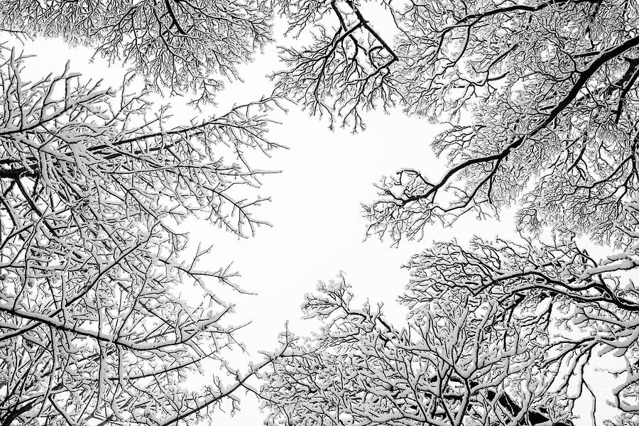 Up Through the Canopy Monochrome Photograph by Tim Gainey