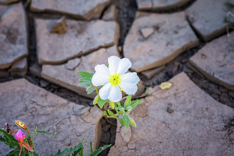 Pretty Flower Up Through The Cracks Photograph by Joseph S Giacalone
